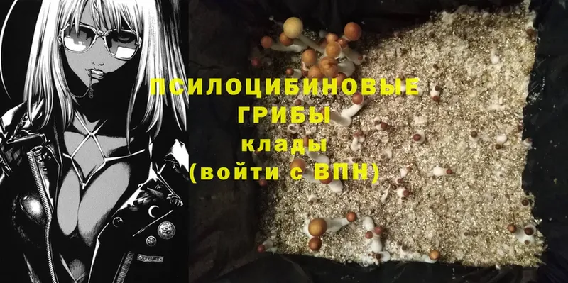 Галлюциногенные грибы Psilocybe  Новочебоксарск 